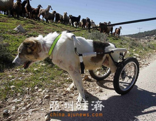 牧羊犬瘫痪后装上轮椅仍帮人放牧感动网友(图)