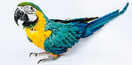 女主人被杀害鹦鹉帮忙“缉凶”令犯人落网(图)