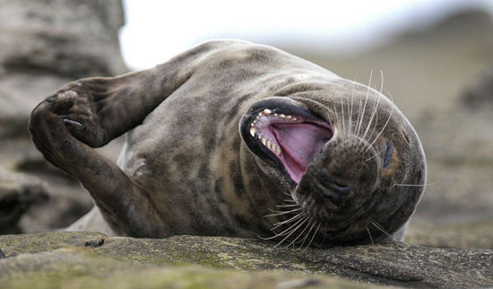 摄影师抓拍海豹“哈哈大笑”或只是个哈欠(图)