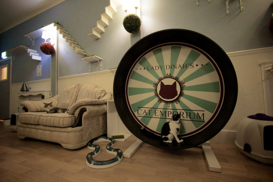 Ӣ���׼ҡ�è�俧�ȹݡ�11ֻ��è������ͣ�ͼ��