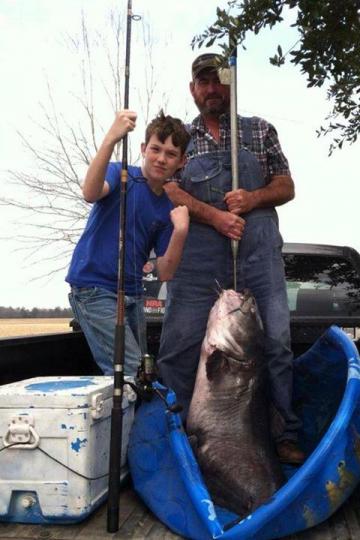 男孩用香肠钓上百斤重巨型鲶鱼冰箱装不下(图)