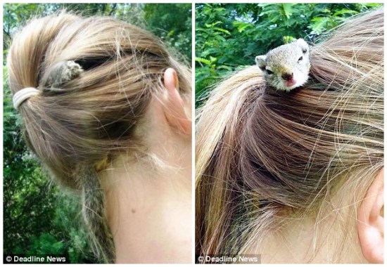 松鼠将女孩马尾辫当家“寄居”头发不分离(图)