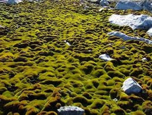 南极冰层下冰冻1600年苔藓“奇迹”复活(图)