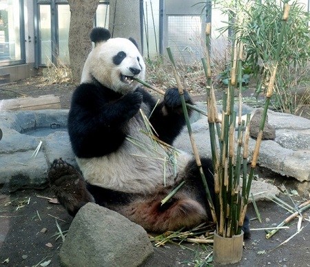 东京上野动物园中国大熊猫重新与游人见面（图）