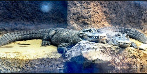 日本动物园击鼓传情欲促鳄鱼发情繁殖（图）