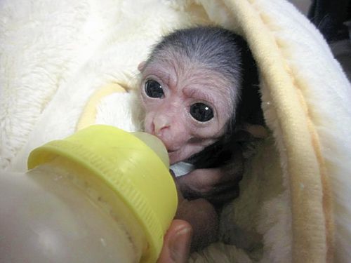 日本动物园迎白掌长臂猿吃奶照惹人怜爱（图）