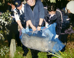 日本野猪闯入京都街市撞轿车警方出动捕获(图)