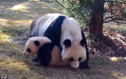 熊猫“宝宝”首次出窝遛弯爬树啃竹乐趣多(图)