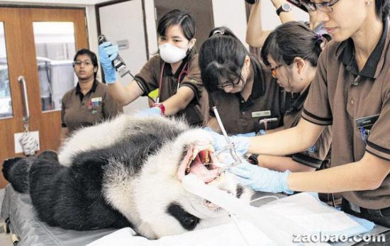 新加坡大熊猫“凯凯”体检:传宗接代能力良好