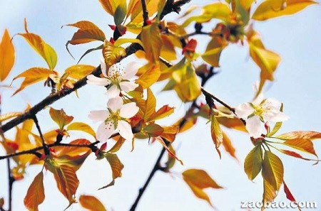 �ձ���̫��ӣ����������6�꿪����ѧ�ҳ��棨ͼ��