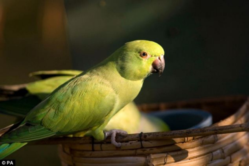 Ӣ�о����������ġ��Ż�������������ʳ���½�