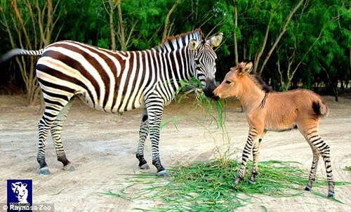 斑马和驴生下“斑驴”腿颈有斑纹长相似驴(图)