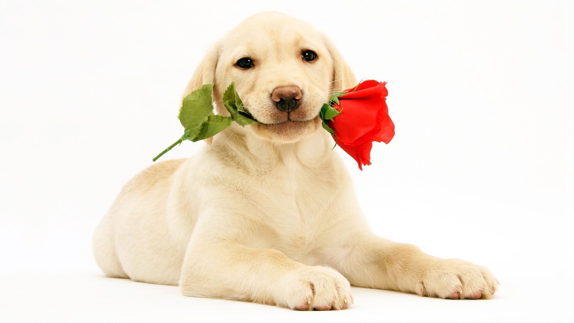 美研究称狗狗会释放与人类相似的“爱情荷尔蒙”