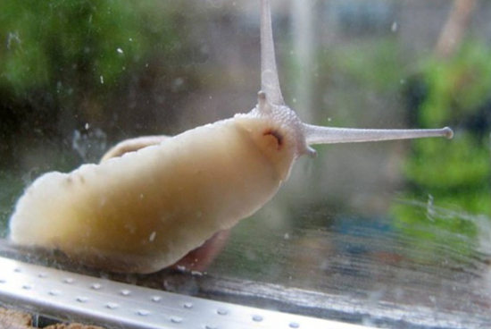 摄影师抓拍蜗牛爬窗避雨露出“沮丧”神情(图)