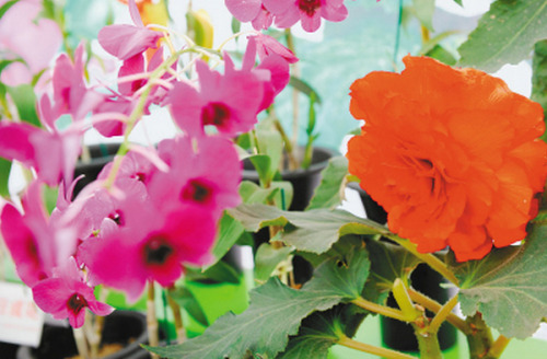 朝鲜金日成花获青岛世园会金奖(图)