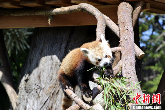 中国喜马拉雅红熊猫落户美国旧金山