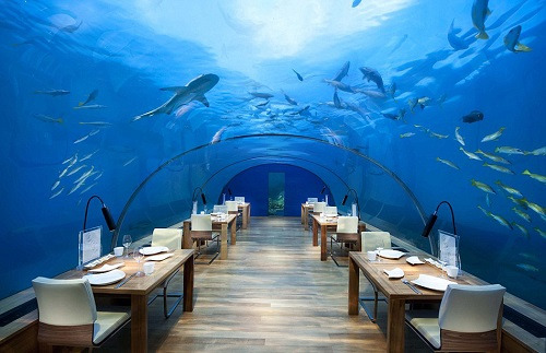 马尔代夫海底餐厅：鲨鱼海龟伴客人用餐（组图）