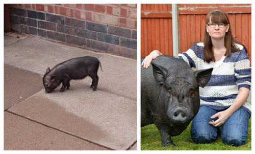 “迷你宠物猪”长至136公斤主人称依然爱它(图)