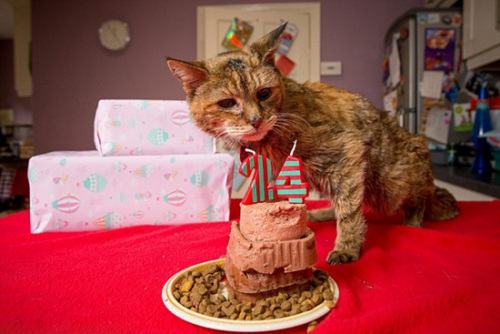 英24岁宠物猫获封世界最老相当人类114岁(图)