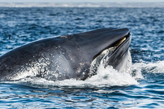 摄影师"鲸口逃生":巨鲸扑面而来掉头而去(图)