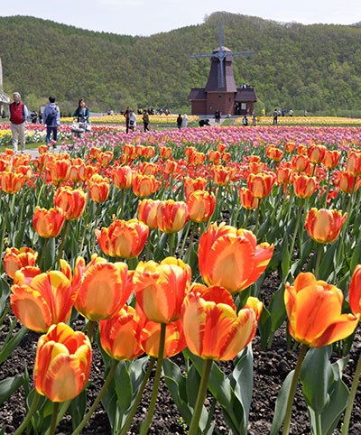 日本北海道百万株郁金香绽放编织花海美景(图)