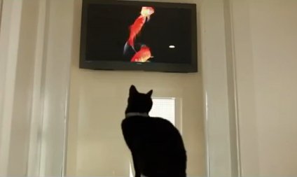 �ݻ�����è�Ƶ꣺ˮ����������ӡ�������ͣ�ͼ��