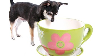 英商家推狗狗专用花茶:喝了能除口臭能让毛光亮