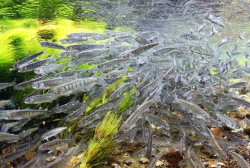 北海道鲑鱼苗放生活动结束390万鱼苗回归大海