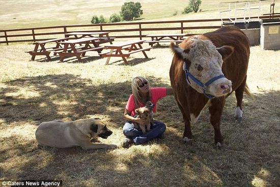 ��ţ�����빷�������ͬ��ԳԲ�û��Ȥ����ͼ��