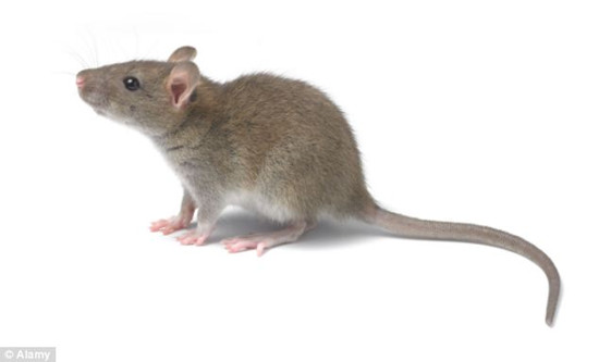 老鼠也有独特情感研究显示啮齿动物会感到后悔