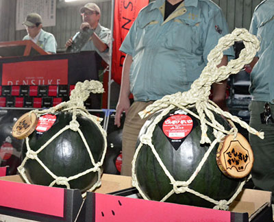 日本北海道拍卖天价西瓜一个卖35万日元(图)