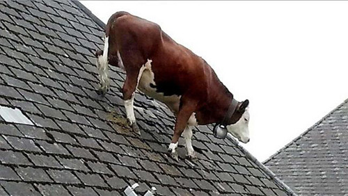 ĸţ�������ݶ�ɢ�����˳����Ը�һֱ�Ź֣�ͼ��