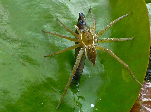 瑞士学者称发现嗜鱼蜘蛛能吞下6厘米长猎物图