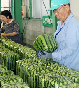 日本开始出售方形西瓜每只约合人民币612元(图)