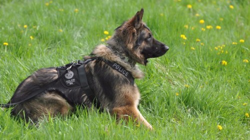 加拿大警犬“滥伤无辜”民众呼吁“严管警察”