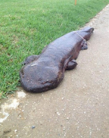 �ձ�һ�����ĳ�����������Ϸ���ǡ���ͯ������