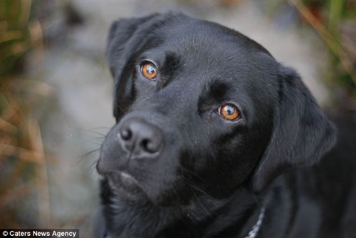 Ӣ��һ�������й���֢�䡰����ʳ�����ߡ���ͼ��