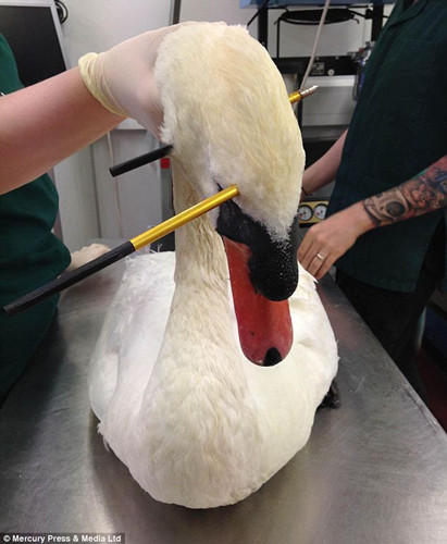 �����������ͷ­����������Σ�������Ҵ棨ͼ��