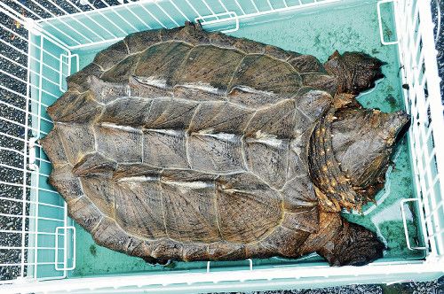 日本消防员市区水沟捕获鳄鱼龟重约20公斤(图)