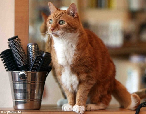 猫咪走失一年半重回主人怀抱曾远走200英里外