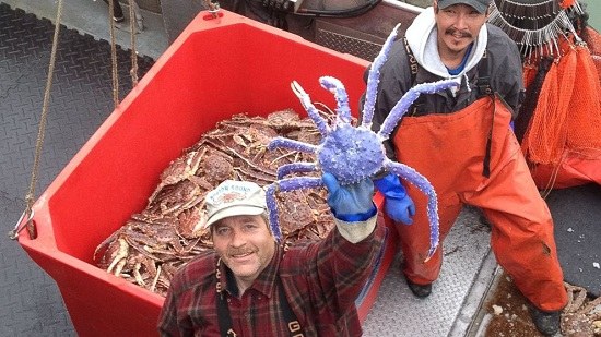 美国渔民捕获罕见蓝色帝王蟹吸引大批民众围观