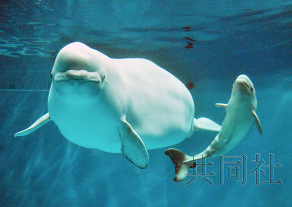 日本诞生白海豚宝宝与母海豚池中同游活力十足