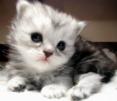 è��������Խ�����ܻ�ӭ�ݳƱȹ��������ۻ�