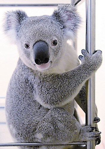 ��������ײ��ץס�����̴��Ѳ������˱�����ͼ��