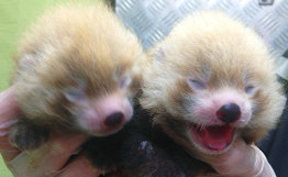 两只小熊猫幼崽在瑞典动物园诞生稍后将“亮相”