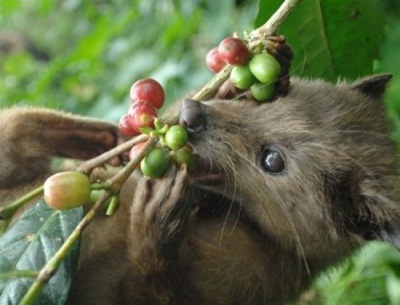 ����è���Ϳ������ӡ�ȹ�����Ա���ž�����Ѱ