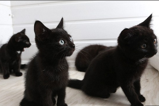 Ӣ����������è�����������򡰲����ࡱ��ͼ��