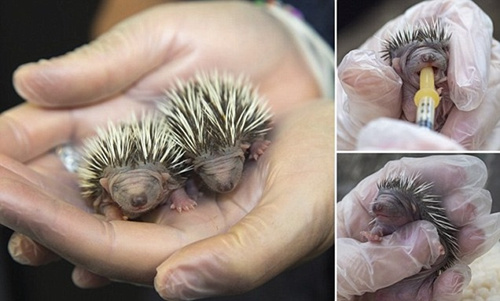 Ӣ���ﱣ����֯�����ճ�������С���