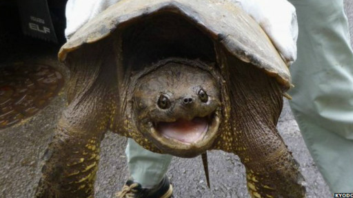 �ձ���������������в������ָ��ͯ��ҧ�ˣ�ͼ��