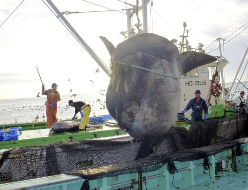 日本北海道捕获巨型翻车鱼长3米重逾一吨(图)